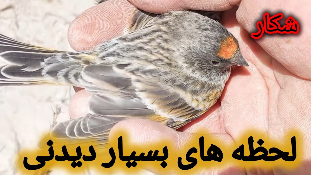 شکار گل سر بسیار زیبا ودیدنی 