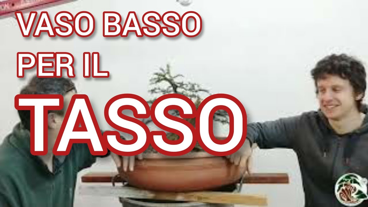 Rinvaso di in Tasso bonsai allo Studio Bonsai Insubria