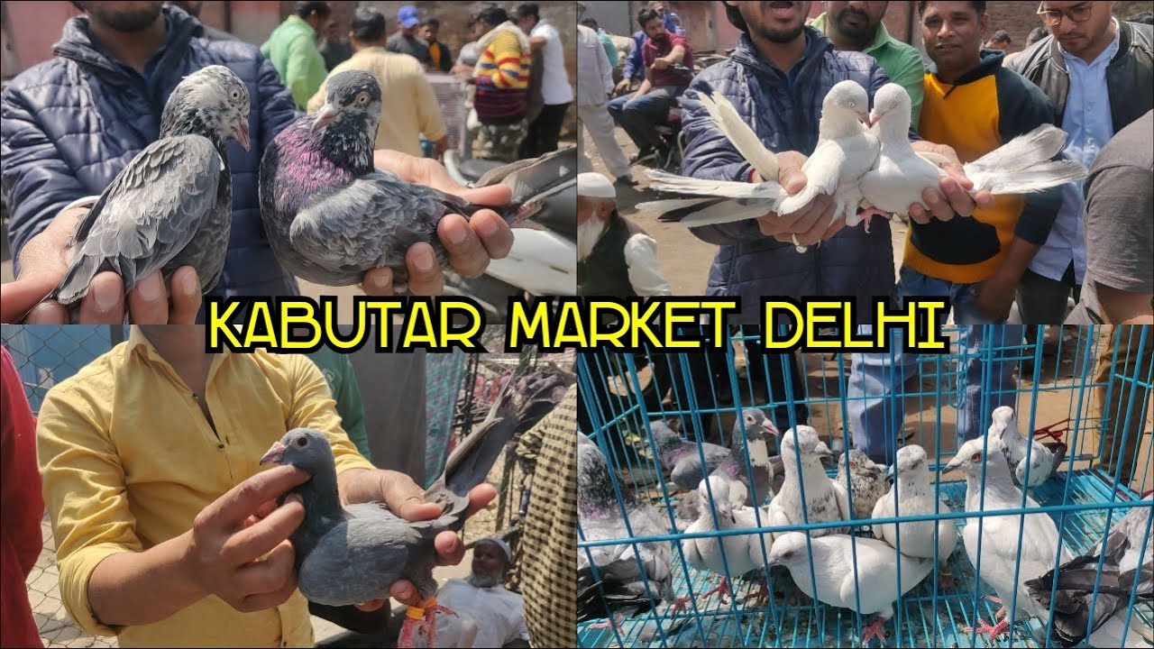 Jama Masjid, Lal Quila Sunday Kabutar Market Delhi ||17 March 2019