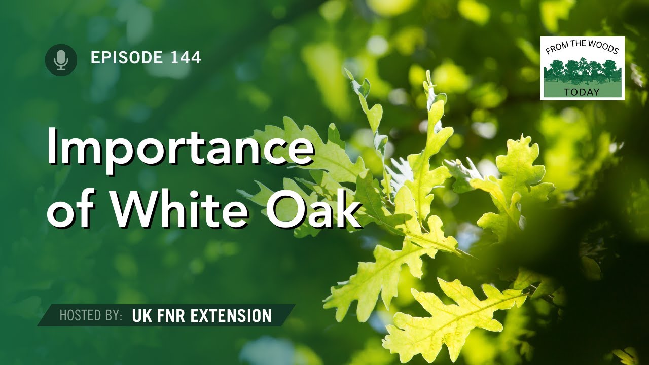 Understanding the Importance of White Oak - From the Woods Today - Episode 144