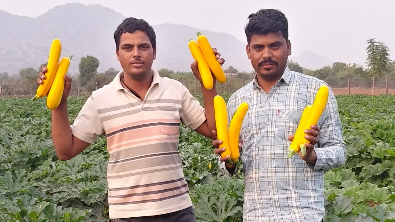 Welcome Zucchini Wenter Squash-Goldy & Himani