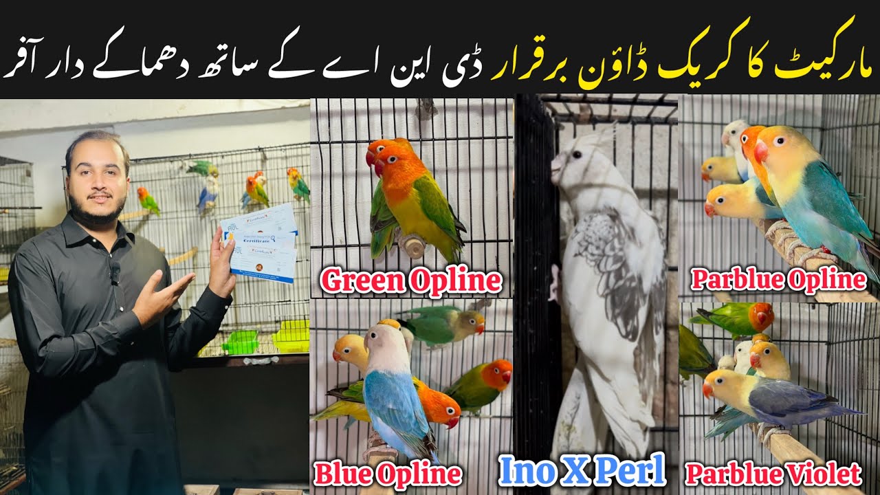 New Fanciers ab kro mehnga shok Kam peso me || Opline Birds pr market hila deny wli offers. 