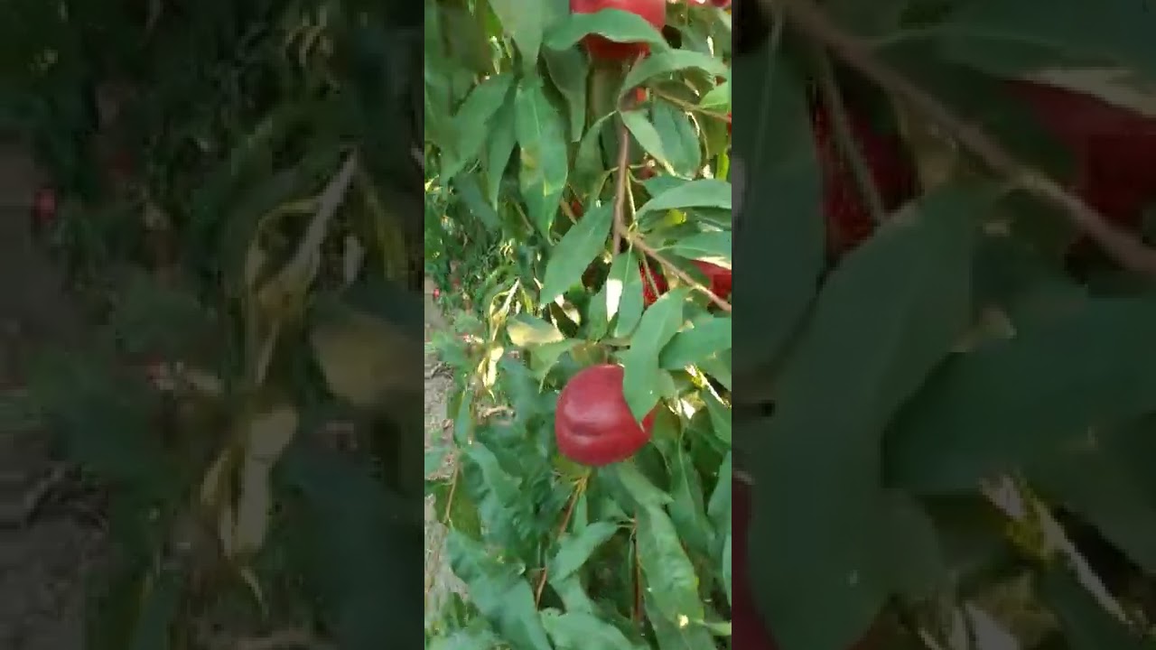 Amiqo Nektarin Sortu