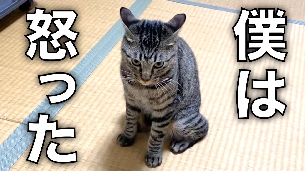 鬼ごっこ中に猫を煽りまくったらブチギレて本気で襲ってきた...