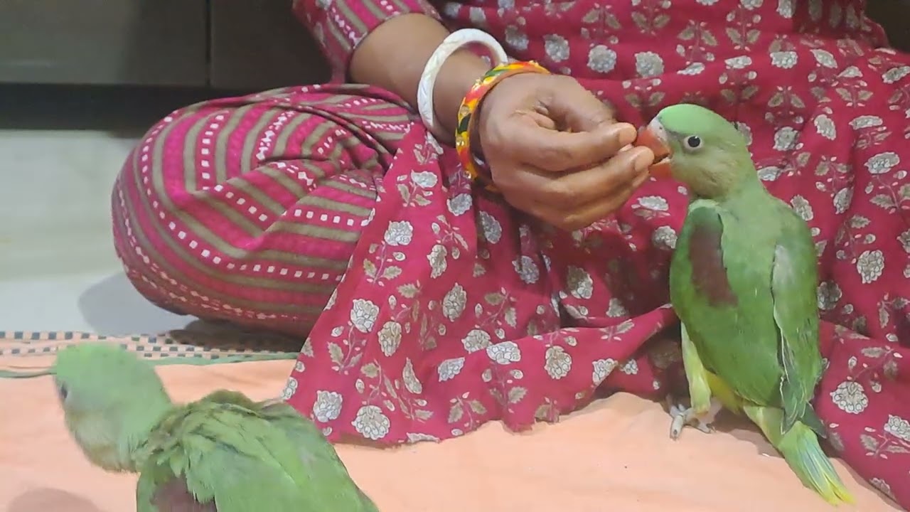 #nonstoptalkingparrot #talkinganimal #funny #talkingparot #talkingbird #birds #mithukibatain 