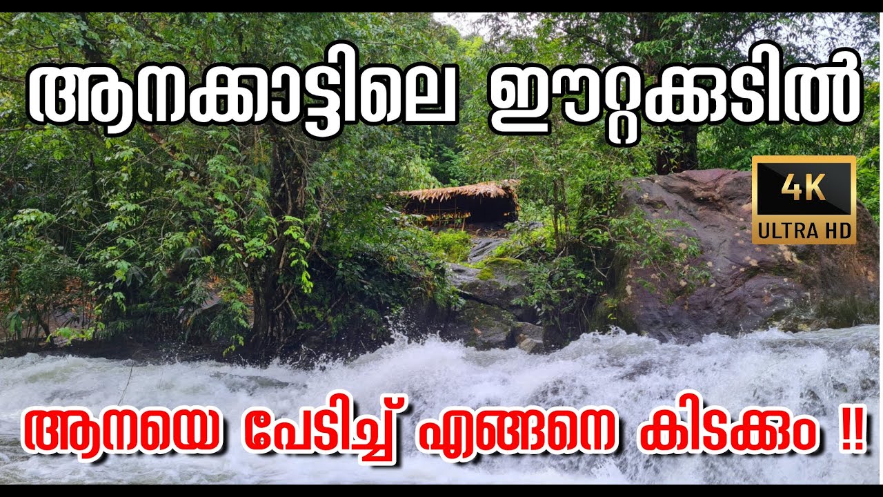 ആനക്കാട്ടിൽ ഈറ്റ മാടത്തിലെ താമസക്കാർ | Bamboo House in Forest |Mamalakkandam