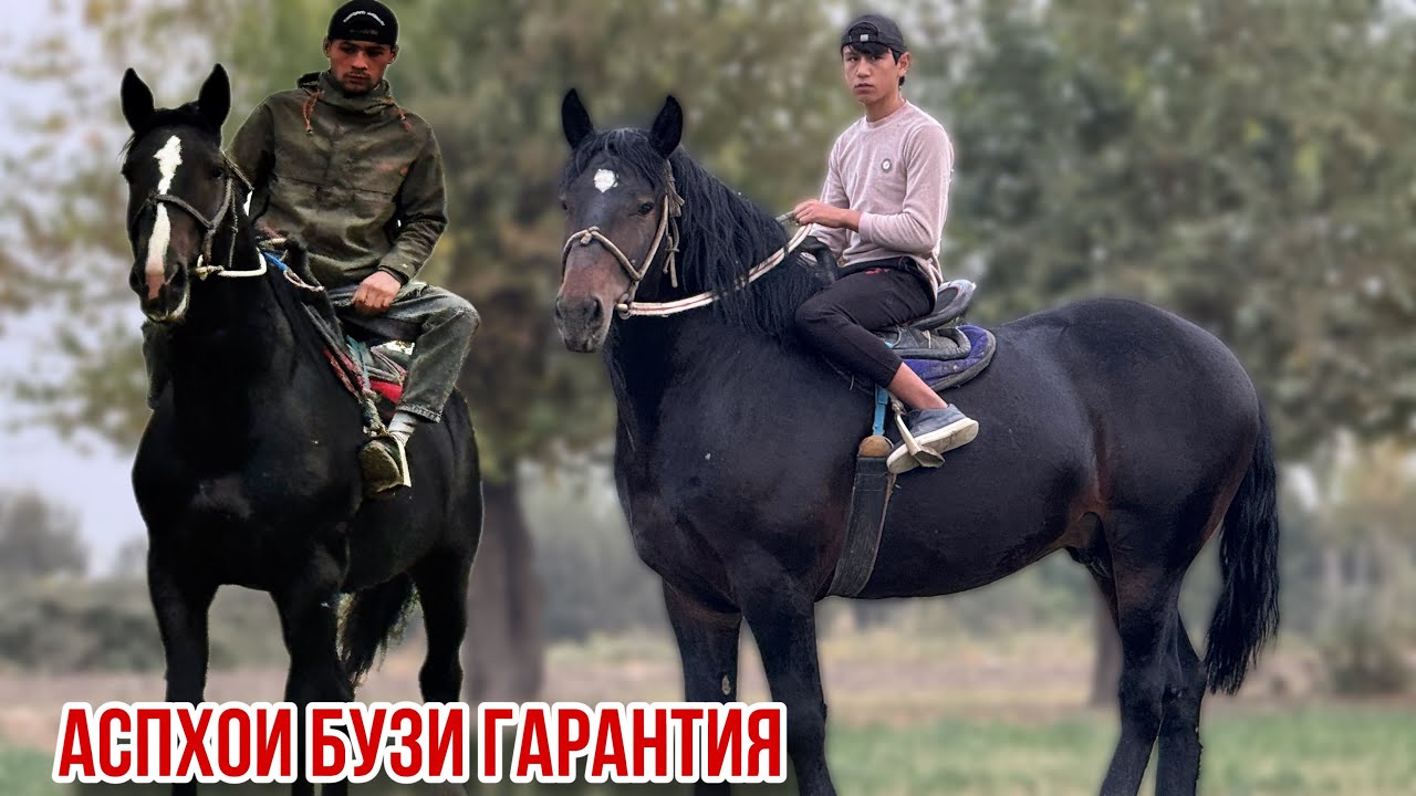 Аспхонаи МуҳаммадУсмон Овчи қалача 25 октября 2025 г.
