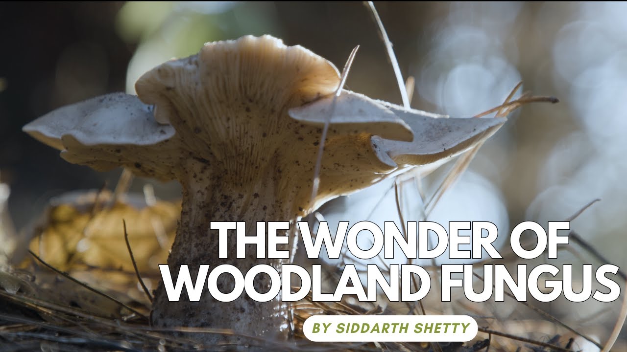Wonder of Woodland Fungus