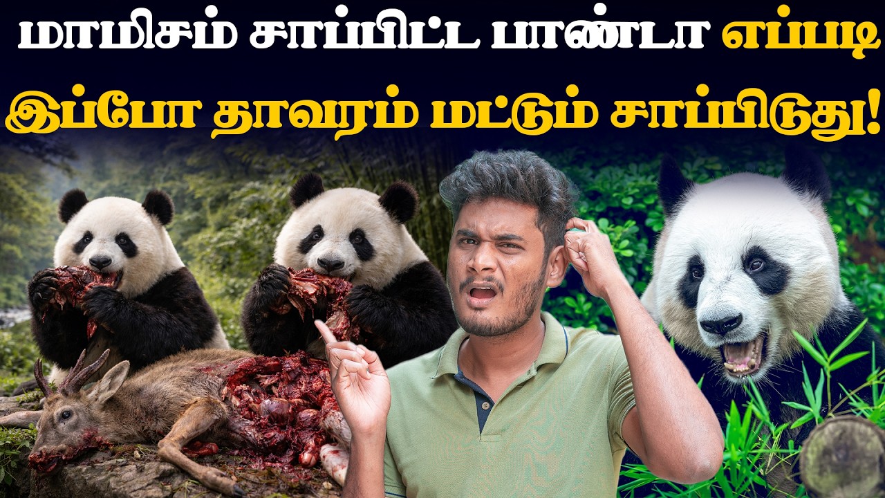 🤯😱சீனா செய்யும் மறைமுக business  - Pandas எண்ணிக்கை குறைய காரணம் இதுதானா? | Life of Pandas