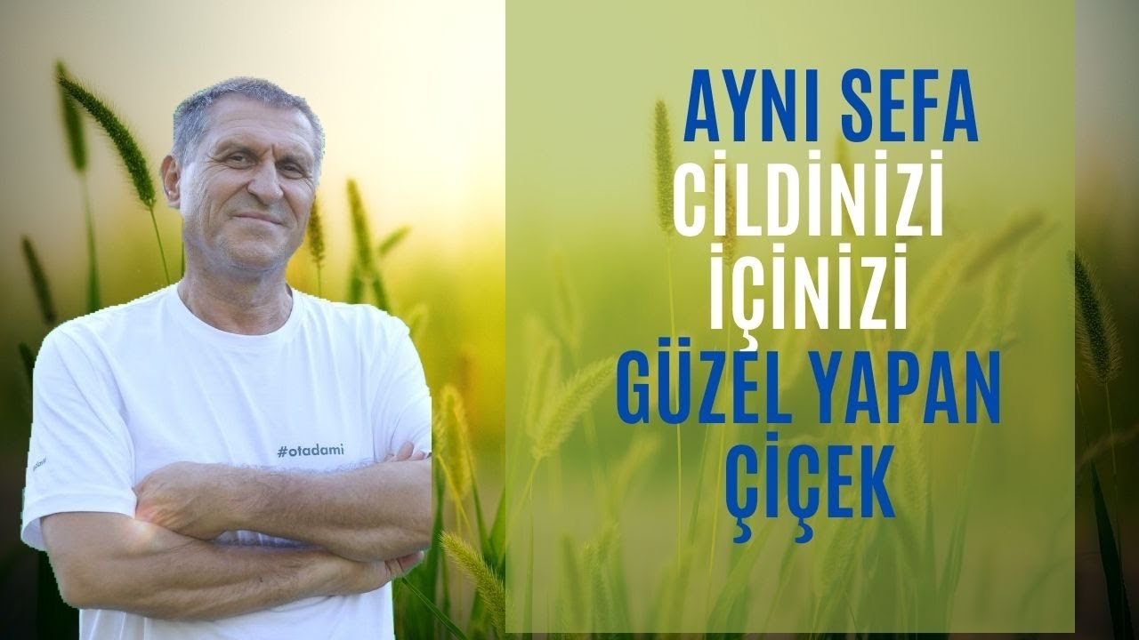 AYNI SEFA PORTAKAL NERGİSİ KALENDULA KREMİ &Ccedil;AYI YAĞI FAYDALARI NE İŞE YARAR NEYE İYİ GELİR