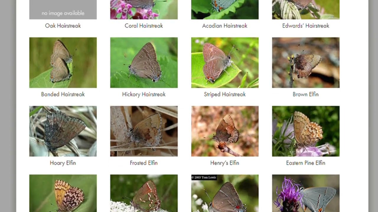 Using wisconsinbutterflies.org