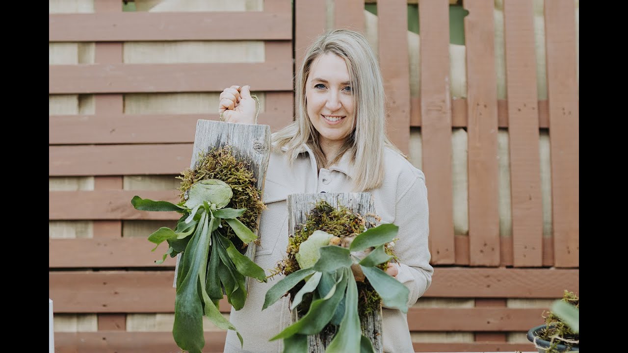 How To Mount A Staghorn Fern