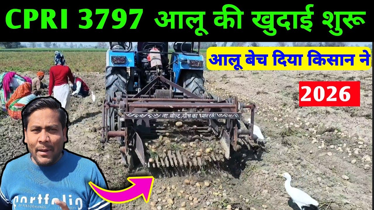 आलू की खुदाई शुरू 2026 / 3797 आलू की पैदावार क्या आयेगी / aalu ki khudai / potato harvesting 