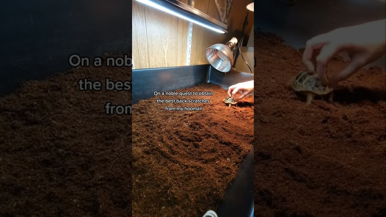 #pets #pettortoise #cuteanimals
