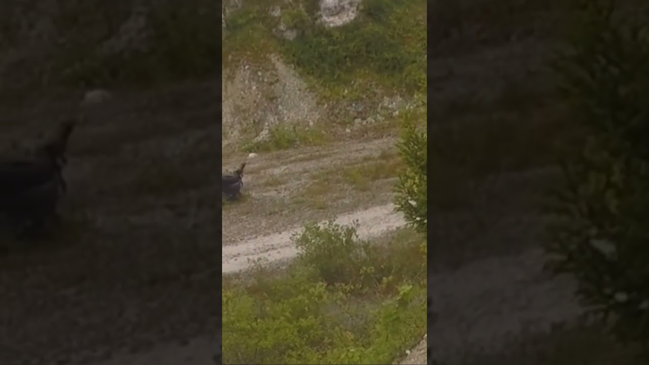 When you make an diversion for an Grenade￼ kill ￼ #airsoft # #airsoftgun #milsim