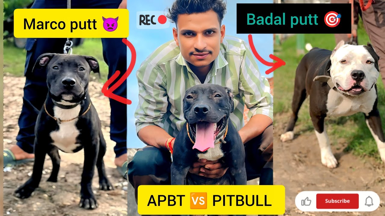 🐕APBT 🆚 PITBULL DOG 💥 APBT FIGHTER IMP 🇬🇧 blood 🩸 line 👿@RitikDogKennel177 @amanandbully #viralvideo