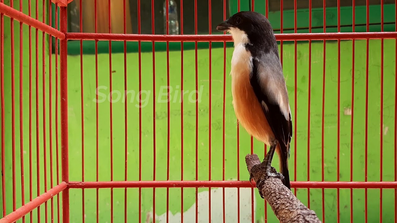 pancingan cendet susah bunyi, miyik dijamin dalam menit saja langsung mantull~silahkan coba senderi