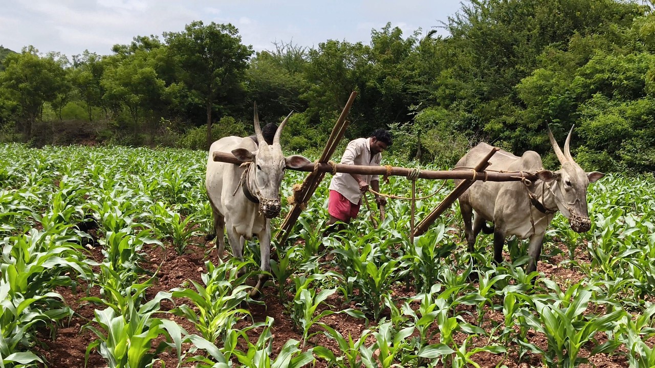 ಗೊಂಜಾಳ ಎಡೆ ಹೊಡೆಯುವ ವಿಡಿಯೋ 🌽🌾🌴✨💐#farming #nature #agriculture_global 