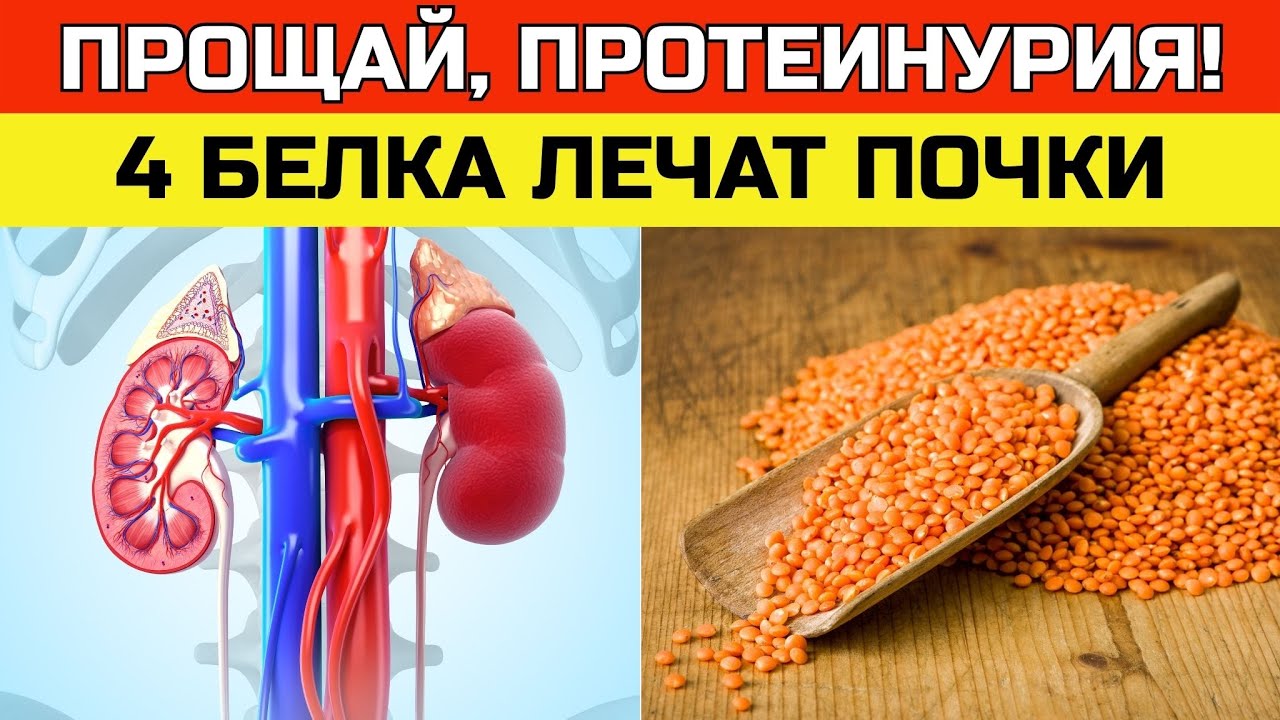 Прощай, протеинурия: 4 белка, которые лечат почки, и 3, которые их разрушают | ЗДОРОВЬЕ ПОСЛЕ 50