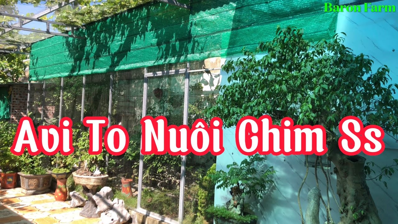 Phần 3: “Chi Tiết Làm Avi To” Chia Sẻ Kinh Nghiệm Nuôi Chào Mào Sinh Sản, Aviary Birds Breeding