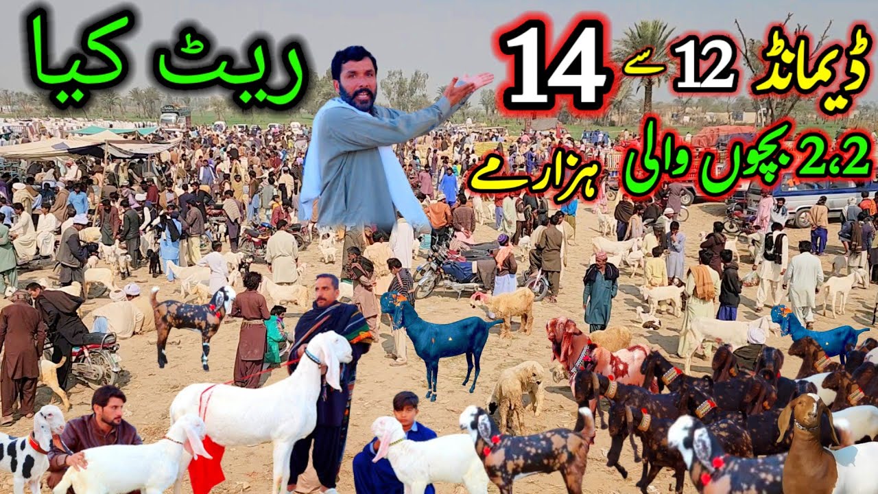 juma tul mubarak ki bazar choti zareen bakra mundra mandi ka visit punjab ki sasti mandi dera ghazi