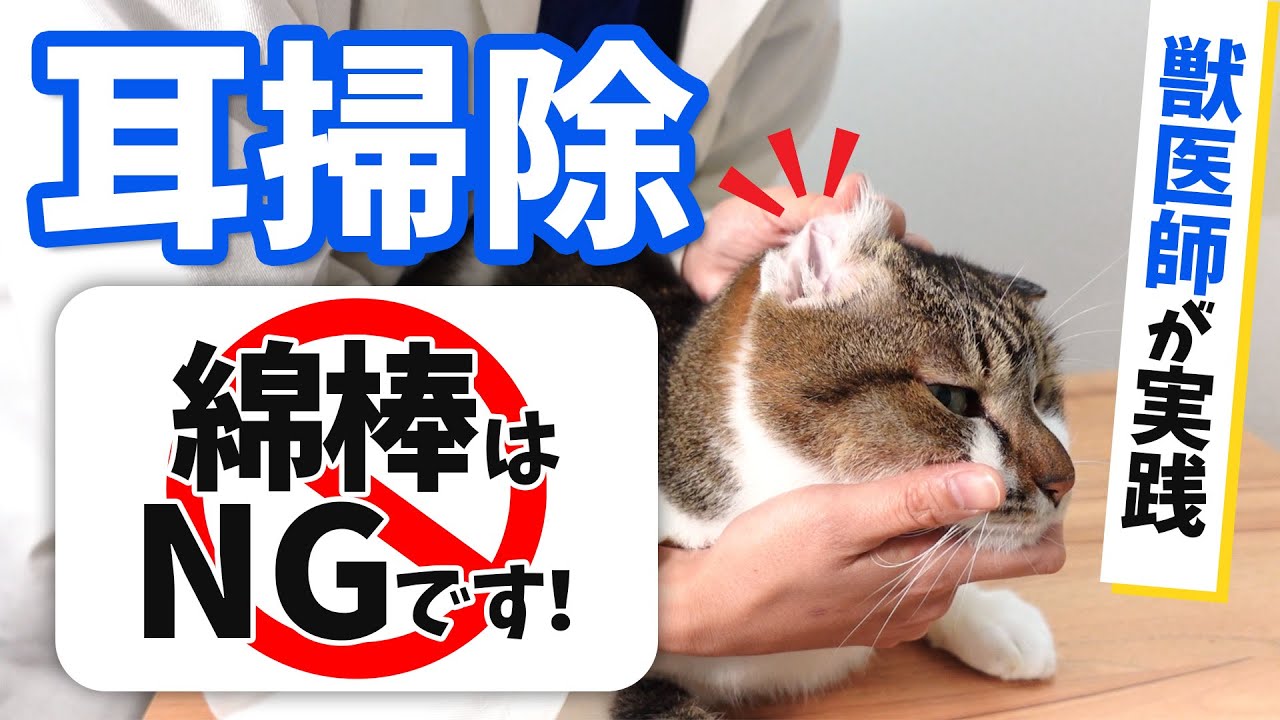 それ実は危険かも！犬猫の耳掃除｜正しいやり方を獣医師が実演！