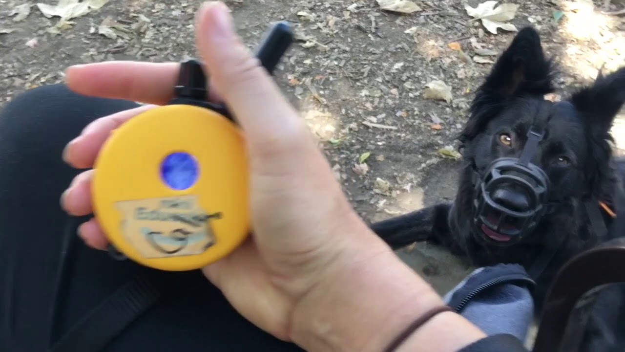 Rehabbing Aggressive and nervous dogs with ecollar training, dog training