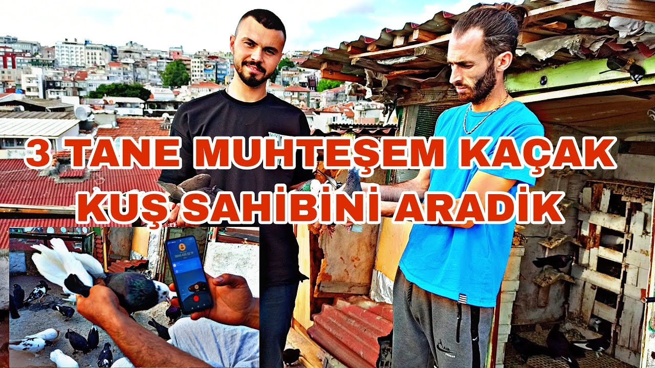 HERGÜNÜMÜZ KACAKLA GEÇİYO  3 TANE MUHTEŞEM GÜVERCİN SAHİPLERİNİ ARADİK