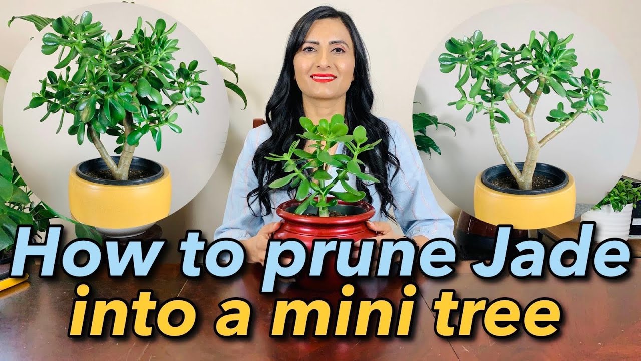 How to Prune & Shape A Jade plant into A Tree | Get A Thick Trunk | Step By Step Guide