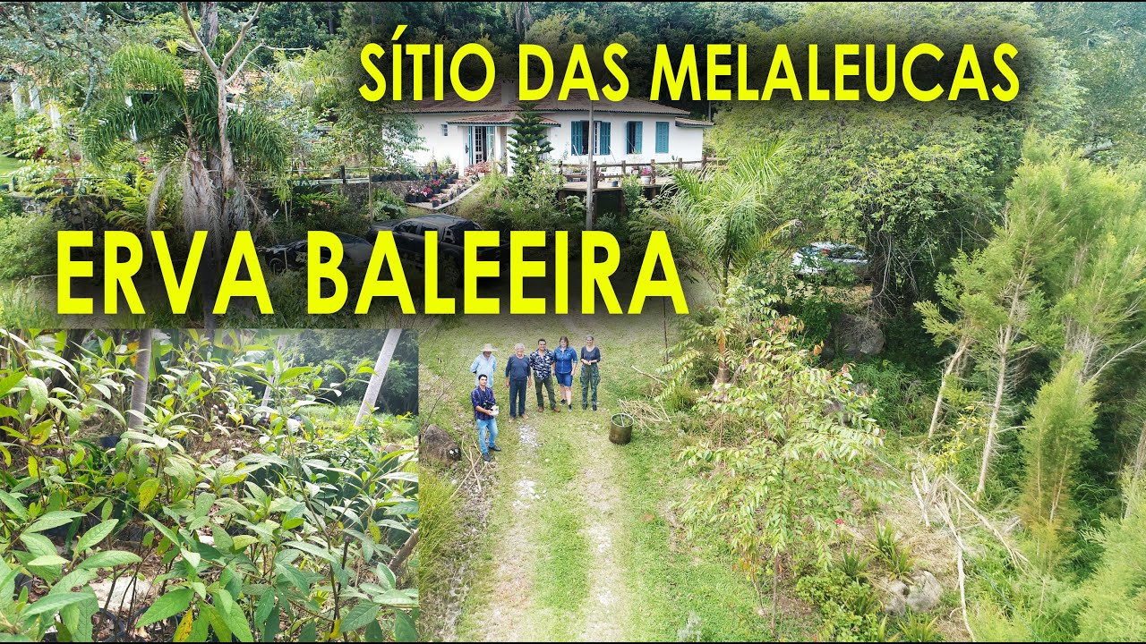 Erva Baleeira no Sítio das Melaleucas