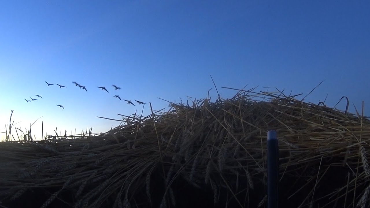 Одиночная охота на гуся! Супер налеты! Супер выстрелы! С налета упало 4 серяка!