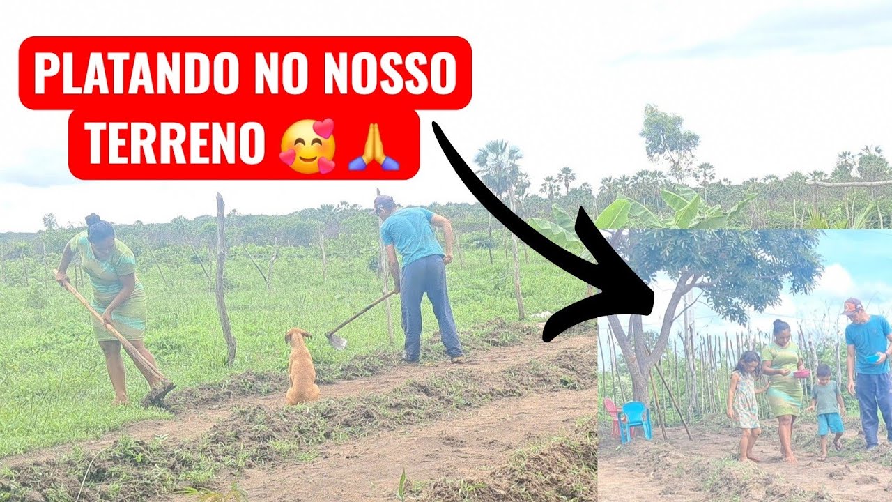 TERMINANDO DE CAPINAR O NOSSO TERRENO, É PLATANDO MILHO É FEIJÃO. 🙏🥰Vejam... 