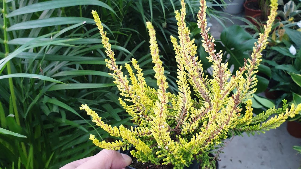 نبات كالونا