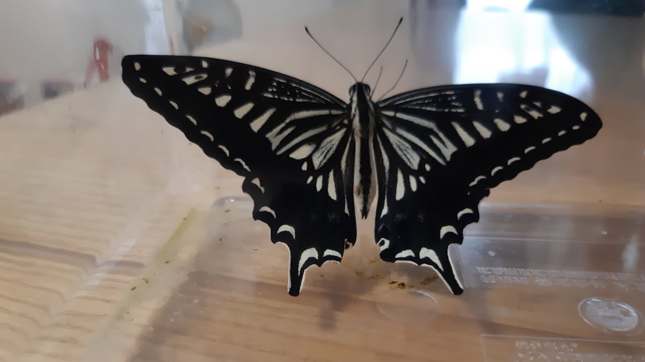 イモムシを中心に色々な可愛い生き物を集めてみました