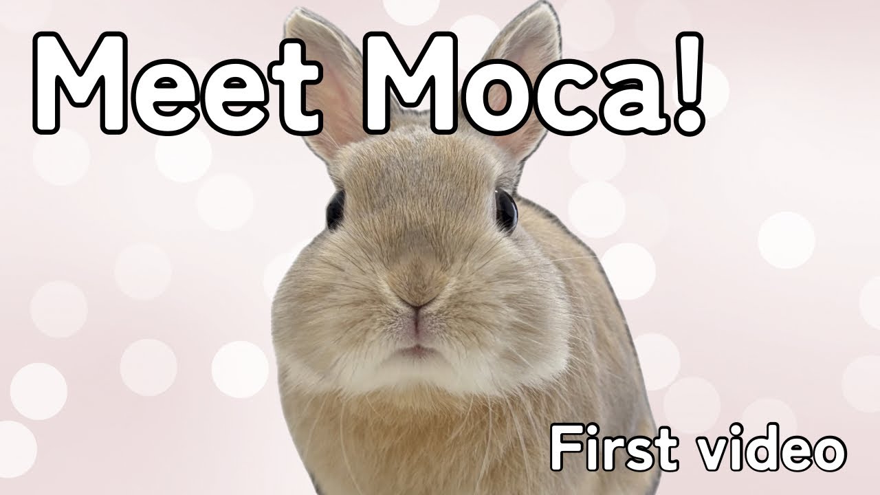 Meet Moca the Bunny: My First Fluffy Adventure Begins! 🐰 