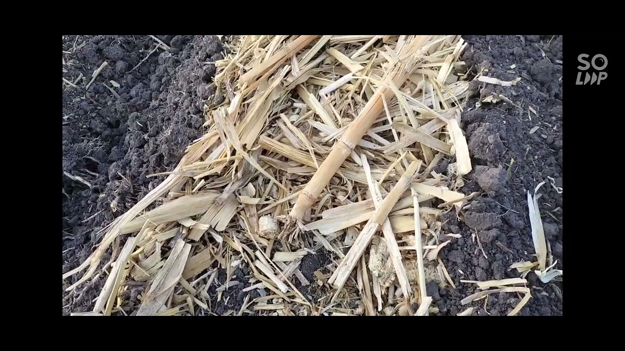 preparación de mínima labranza o 0 labranza,, con cultivadora fénix