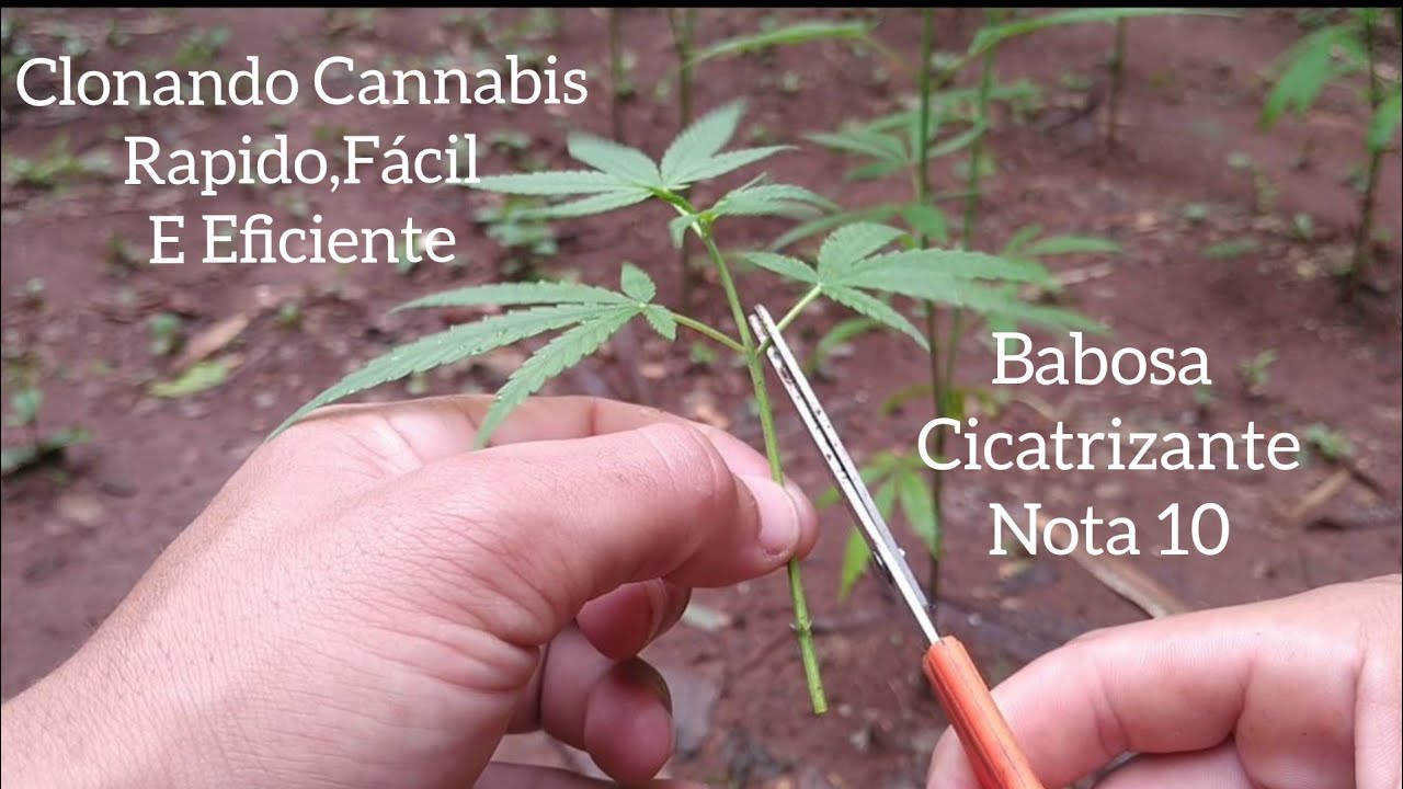 Melhor Forma De Clonar A Cannabis, R&aacute;pido, F&aacute;cil E Eficiente #108 ( GORD&Atilde;O THC )