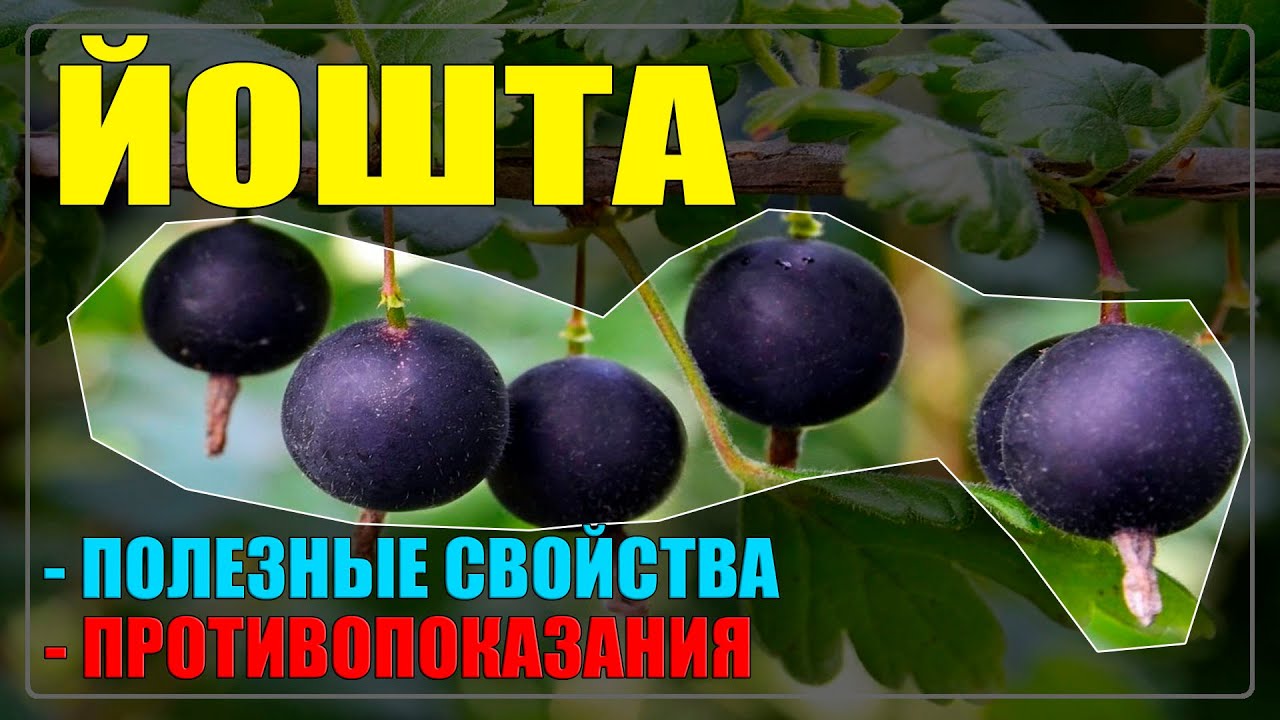 ЙОШТА полезные свойства и противопоказания ягоды / ЙОШТА ягода польза и вред для организма