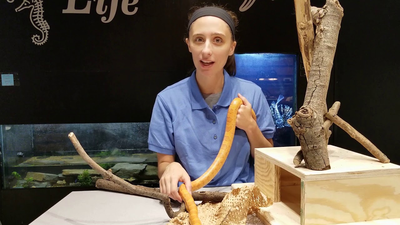Books and Snakes with the Children's Science Center