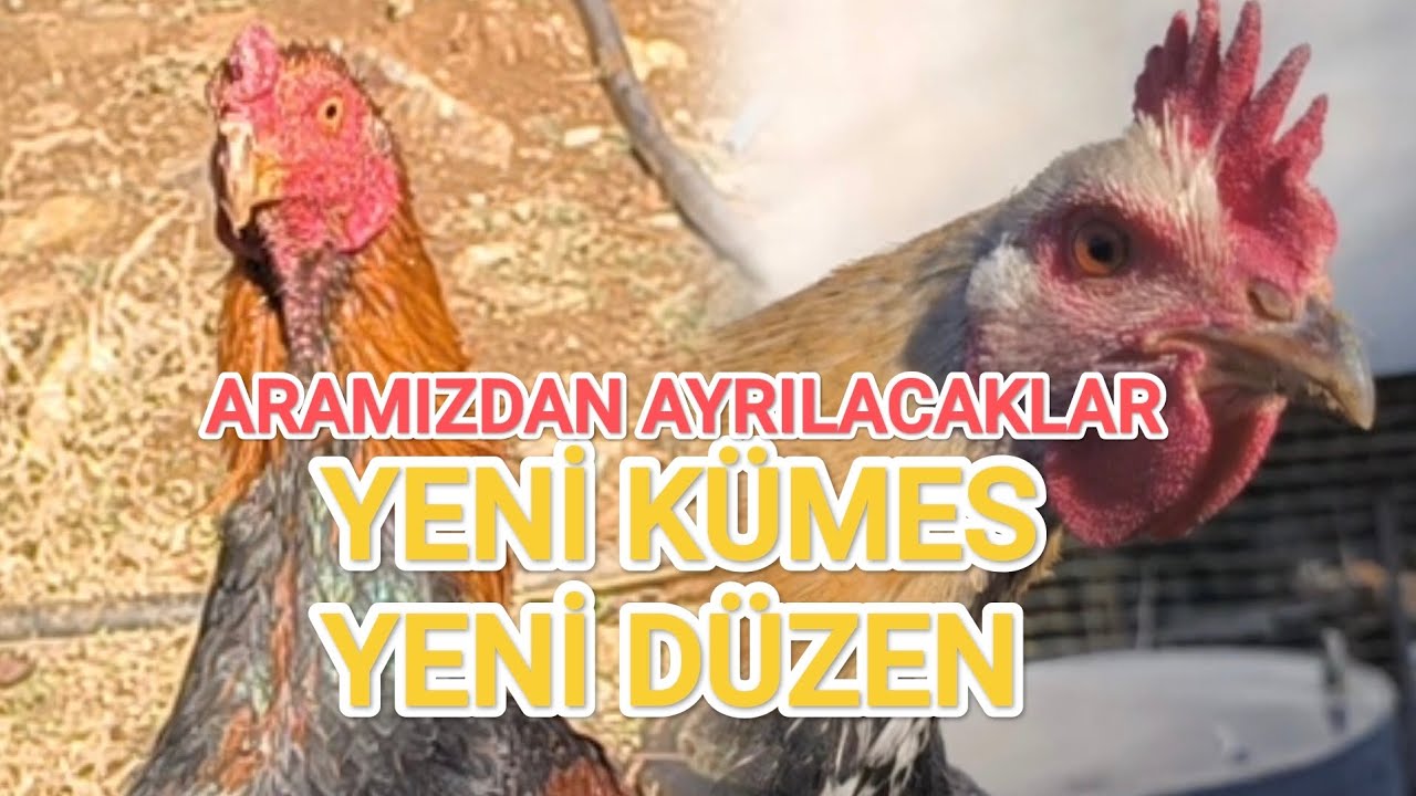 ARAMIZDAN AYRILACAKLAR YENİ KÜMES& KÜMES GEZİSİ 