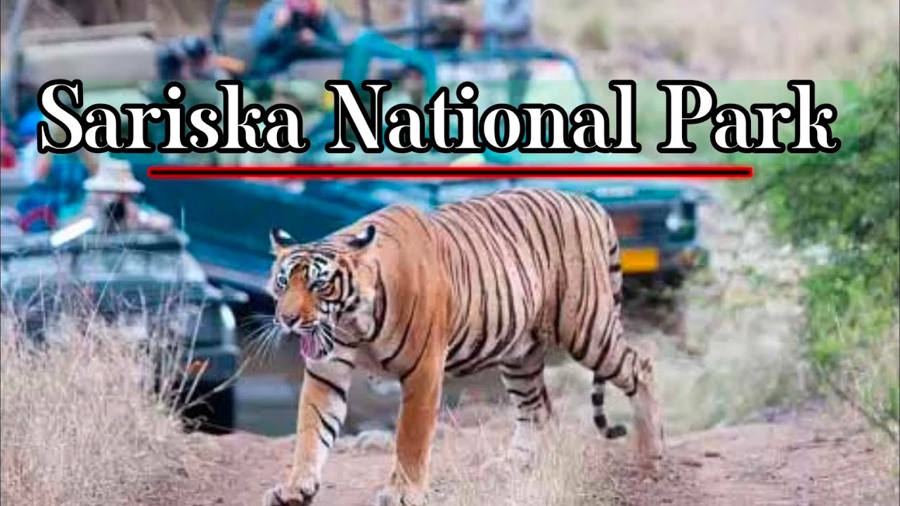 Sariska National Park - Alwar। Full details ।tour guide. Sariska tiger Reserve.