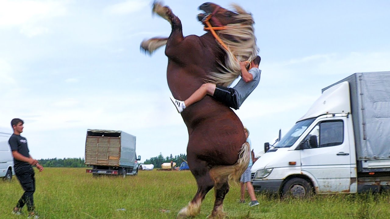 Târg expozițional de cai Solca - Bucovina 2 Iulie 2023 ep.2