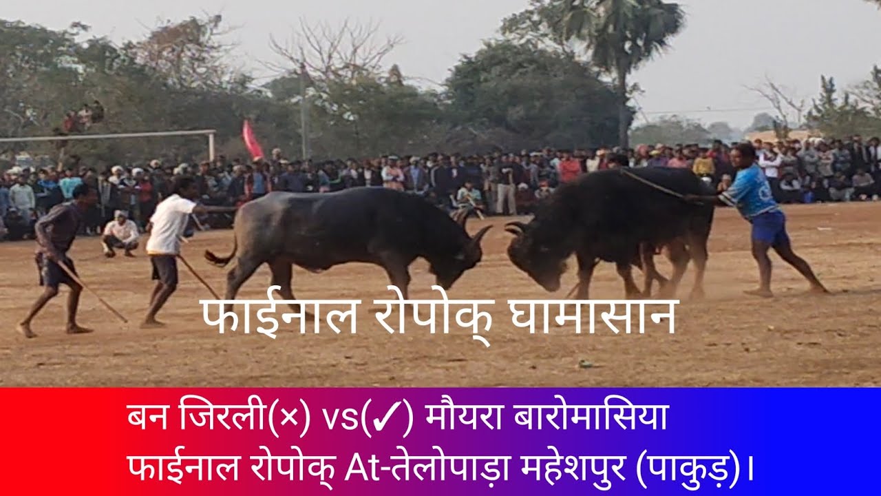 Jirli(×)vs(✓)Baromasiya Final Ropok// At-Telopara Maheshpur(Pakur