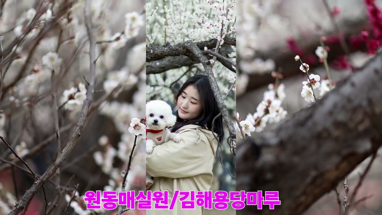 #❤️원동매실원/김해용당마루매화.    #은단뮤직
