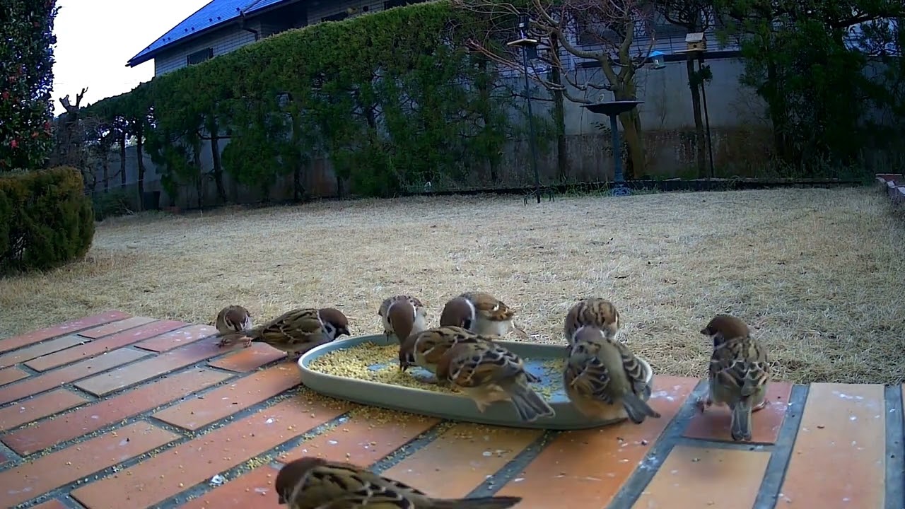 スズメが庭に来ました！　No193　  2/2　夕ごはんに来ました！ #birds #スズメ #sparrow #birdwatching #wildbirds
