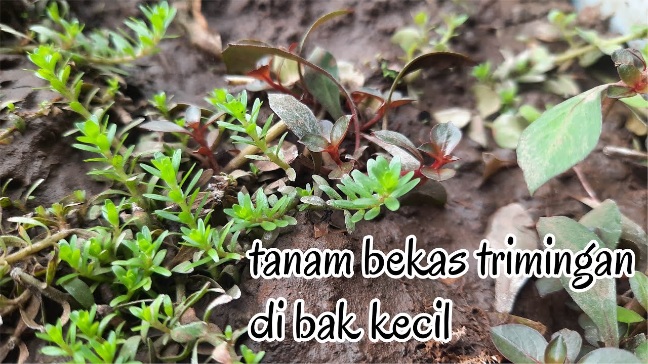 menanam stem plant aquascape bekas trimming / settingan dalam bak kecil | Budidaya tanaman Aquascape