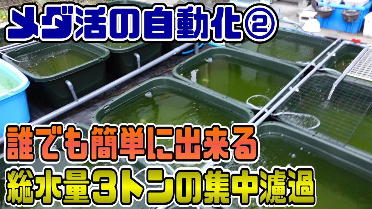 【メダ活の自動化】大タライ５０本の大連結水槽で集中濾過　規模を問わず誰でもできるので便利です