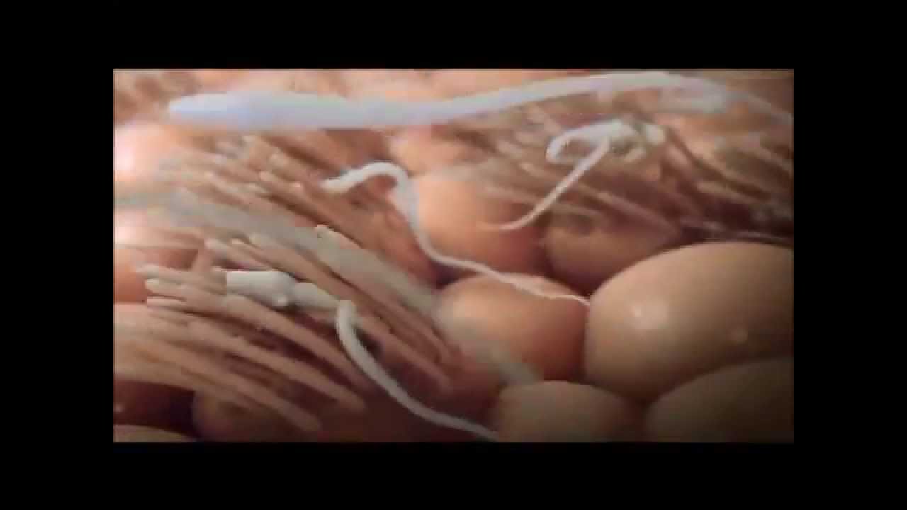 Most Epic Pregnancy Announcement Movie Trailer