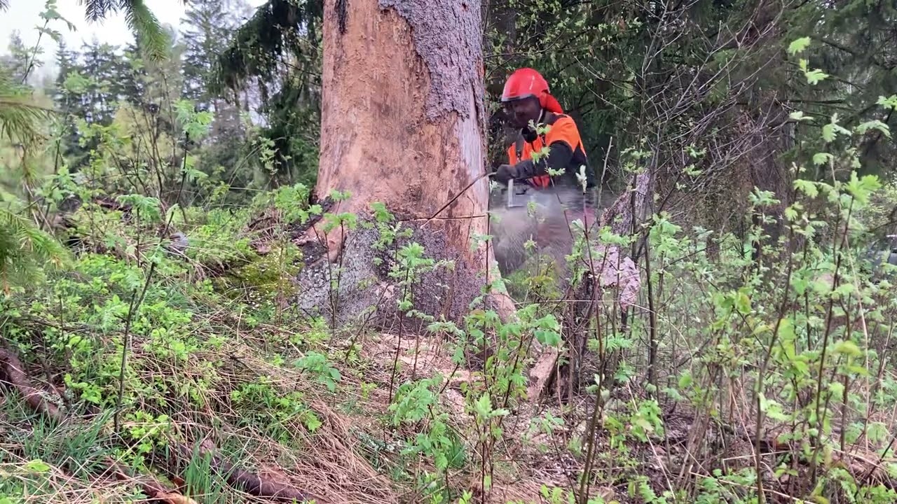 Holzfforma g372 x těžba suchého krajového smrku