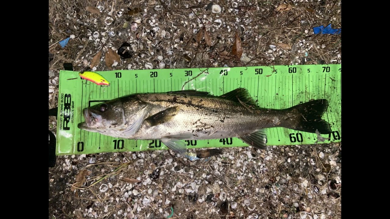 【久しぶりに沼っぽいボイル】涸沼夜のシーバス　ボイルがそれなりに増えてたけどそれ以上にベイトがデカくて大量です　【ハダラ強い！】